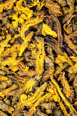 Goldfadenwurzelstock