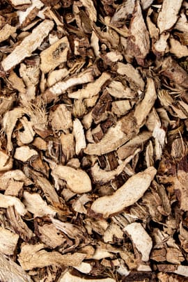 Grasblättrige Kalmuswurzel