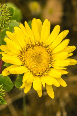 Grindeliakraut Tropfen - Tinktur