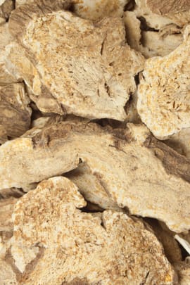 Grossköpfige Speichelkrautwurzel