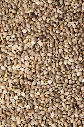 Hanfsamen Tropfen - Tinktur