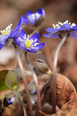Leberblumenkraut Salbe
