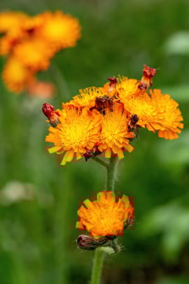 Habichtskraut Tropfen - Tinktur