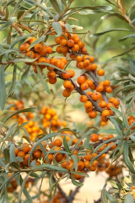 Sanddornbeeren
