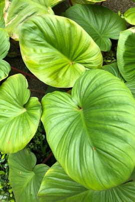 Homalomenawurzelstock