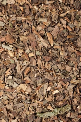 Houttuyniakraut Tropfen - Tinktur