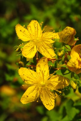 Johanniskraut Tropfen - Tinktur