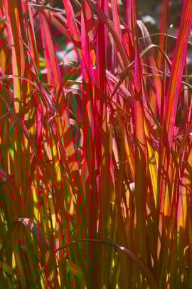 Alang Alang Graswurzelstock Tropfen - Tinktur