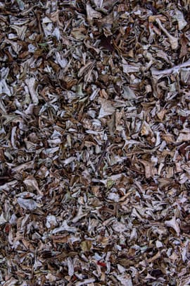 Isländisches Moos Salbe