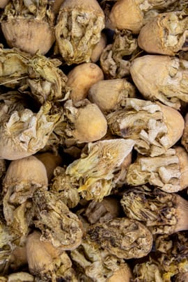 Kaktusblüten Tropfen - Tinktur