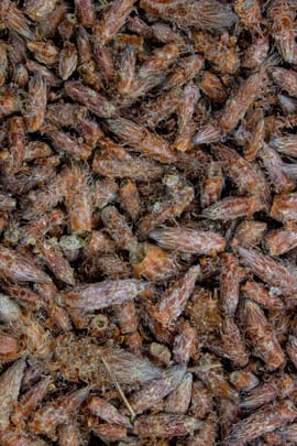 Kiefernsprossen Tropfen - Tinktur