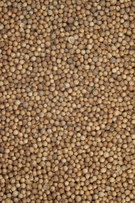 Koriander Tropfen - Tinktur