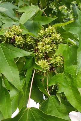 Amberbaumfrucht Tropfen - Tinktur