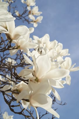 Mädesüßblüten Tropfen - Tinktur