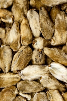 Magnolienblüten Tropfen - Tinktur