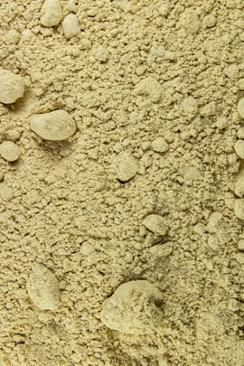 Maitake Tropfen - Tinktur