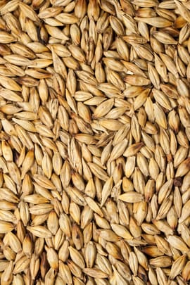 Malz Tropfen - Tinktur