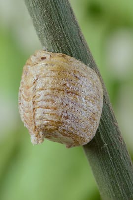Gelege der Gottesanbeterin Tropfen - Tinktur
