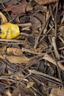 Maulbeermistelkraut Salbe