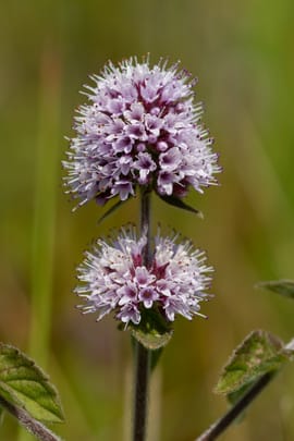 Wasserminzenkraut