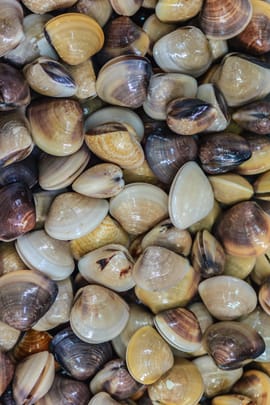 Venusmuschelschale Salbe