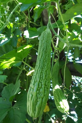 Balsamgurke Tropfen - Tinktur