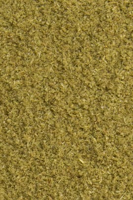 Zinnkrautpulver