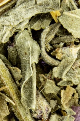 Blutweiderichkraut
