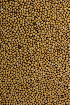 Chinesische Senfsamen Tropfen - Tinktur