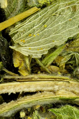 Teestunde Entspannungstee 170g