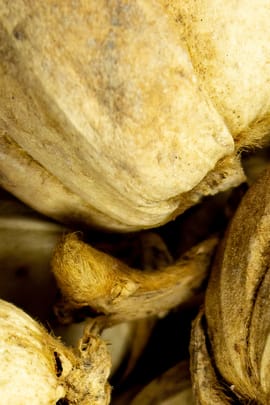 Kardamomfrucht