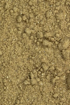 Reishipilz Pulver