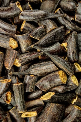 Seifenbohnendornen Salbe