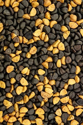 Trichterwindensamen Tropfen - Tinktur