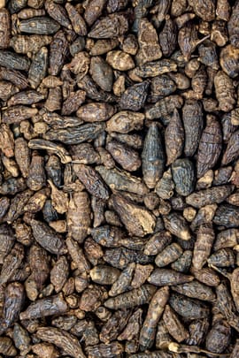 Nussgraswurzelstock, vorbehandelt