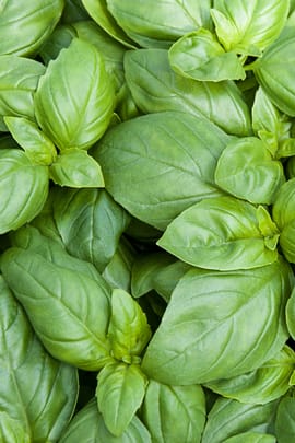 Basilikum Tropfen - Tinktur