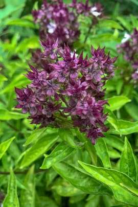 Tulsikraut Tropfen - Tinktur