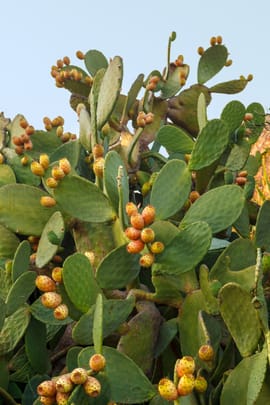 Kaktusblüten Tropfen - Tinktur