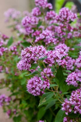 Oregano Tropfen - Tinktur