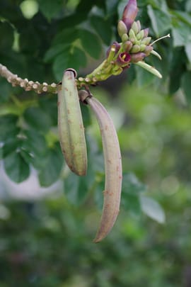 Holzschmetterlingssamen Salbe