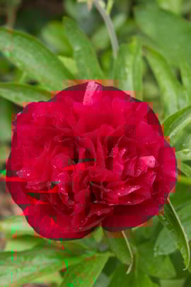 Pfingstrosenwurzel rot Tropfen - Tinktur