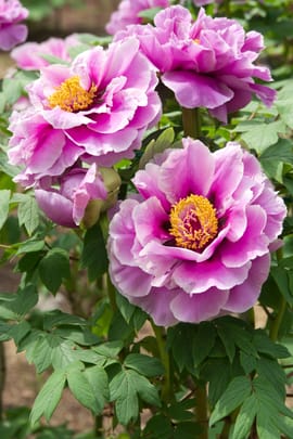 Strauchpaeonienwurzelrinde Salbe