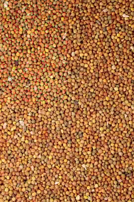 Papiermaulbeerfrüchte Salbe