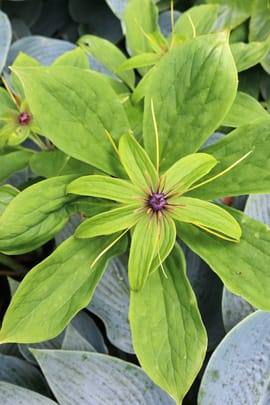 Vielblättriger Einbeerenwurzelstock Tropfen - Tinktur