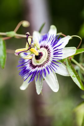 Passionsblume