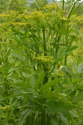 Pastinakwurzel Salbe