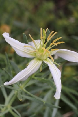 Steppenraute Tropfen - Tinktur