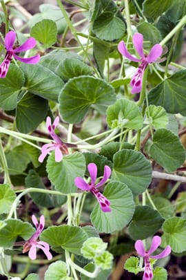 Geranienwurzel Tropfen - Tinktur