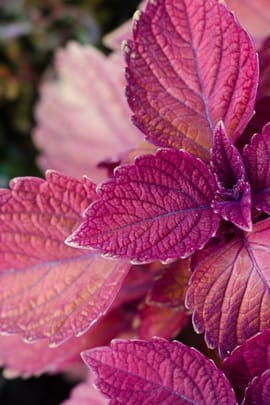 Schwarznesselblätter