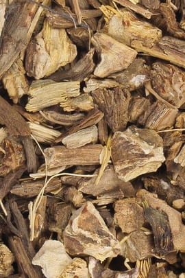 Pestwurzwurzel